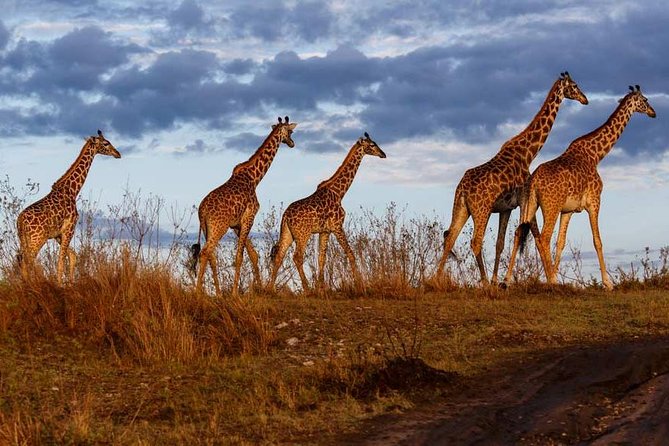 Overnight private Safari to Masai Mara National Reserve. - Your first full game drive inside Masai Mara