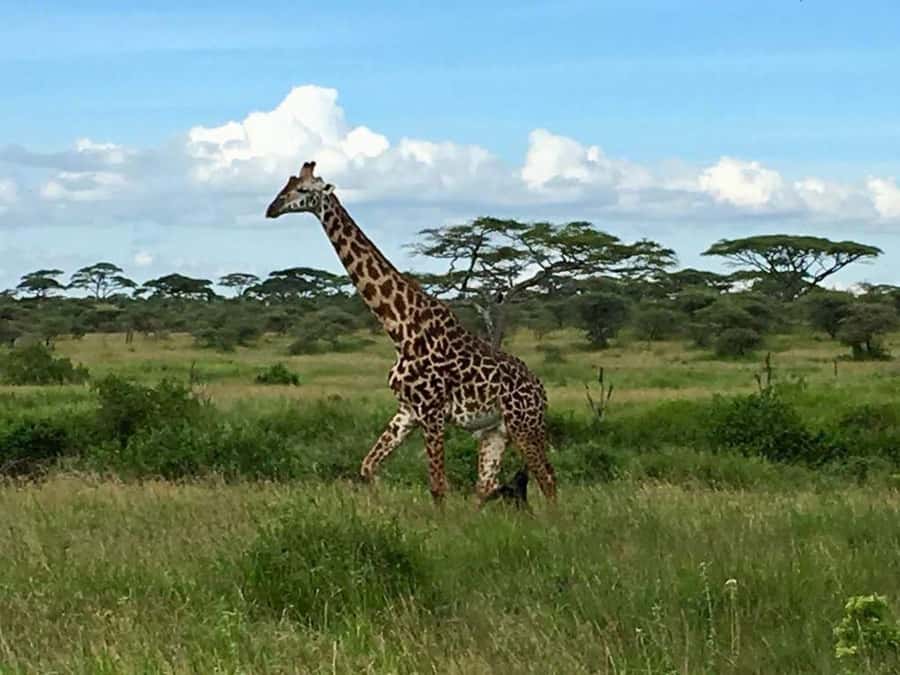 Overnight Private Safari To Masai Mara - Leaving Nairobi at 6:00am