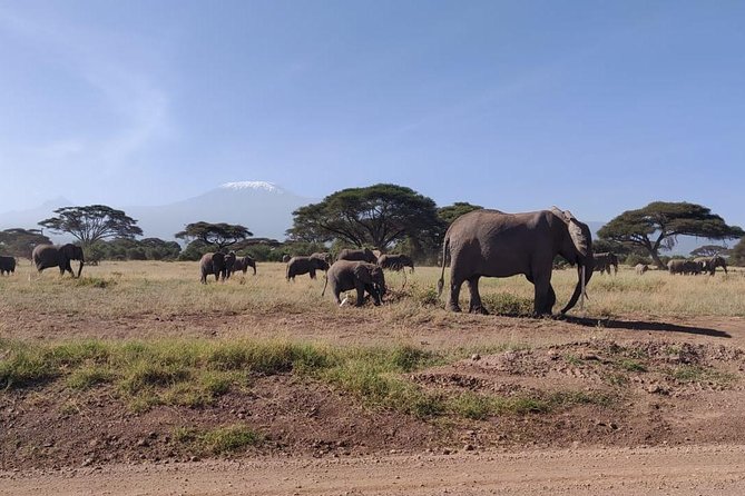 Overnight Safari to Amboseli National Park - What this two-day Amboseli safari is really like