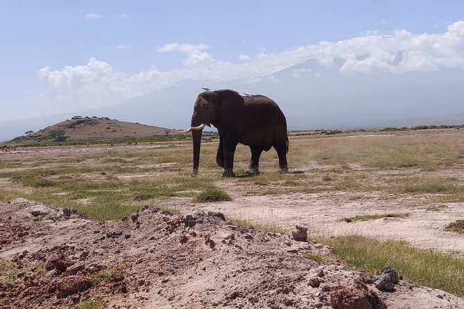 Overnight Safari to Amboseli National Park - The afternoon game drive and Amboseli’s big animals