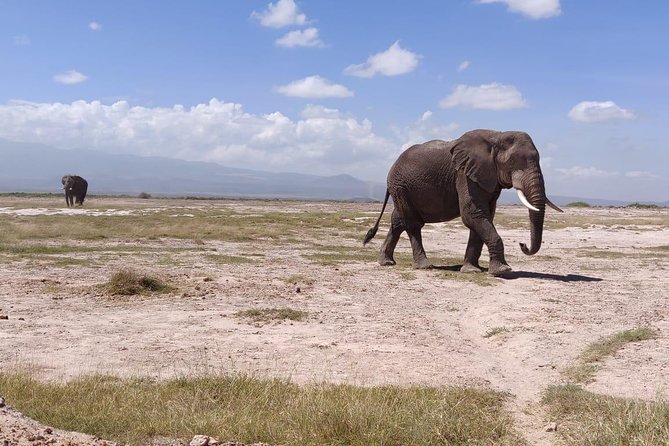 Overnight Safari to Amboseli National Park - Mount Kilimanjaro at 6:00 am