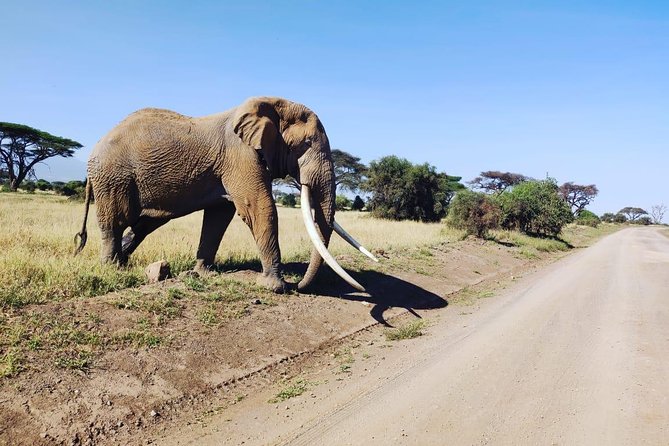Overnight Safari to Amboseli National Park - What the $623.49 price includes