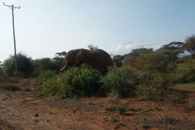 Overnight Safari to Amboseli National Park - Arriving in Amboseli for lunch and a rest