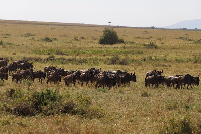 Overnight Safari To Maasai Mara - Sleeping inside the reserve