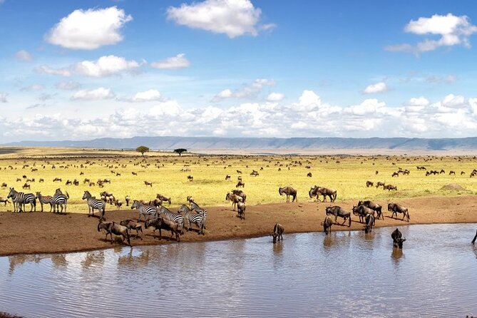 Overnight Safari To Maasai Mara - Day 2: the early drive before Nairobi