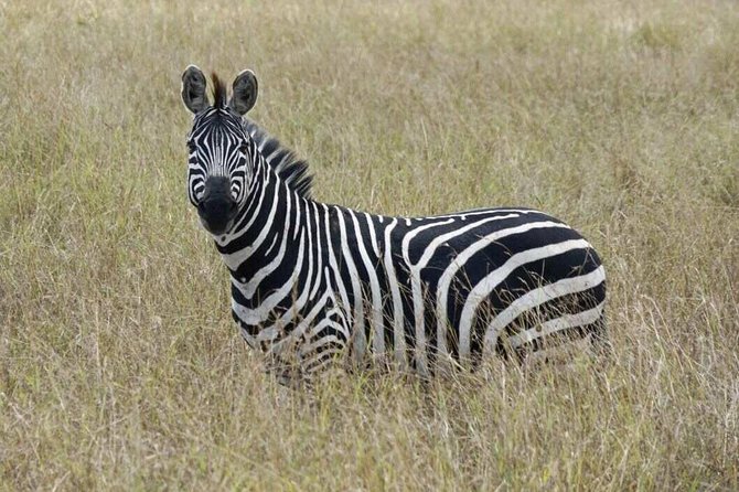 Overnight Safari To Maasai Mara - What the $230 price really covers
