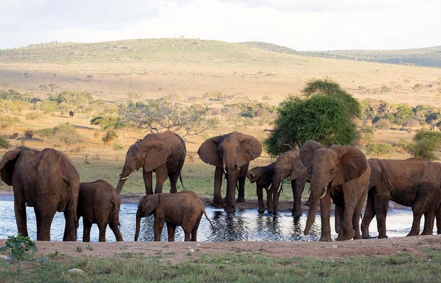Overnight Safari to Saltlick through Tsavo East Park - Why Salt Lick Lodge is the star of the trip