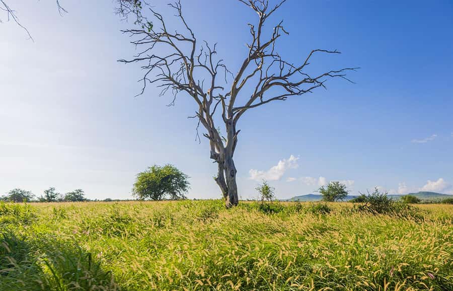 Overnight Safari to Saltlick through Tsavo East Park - Arriving at Taita Hills Wildlife Sanctuary