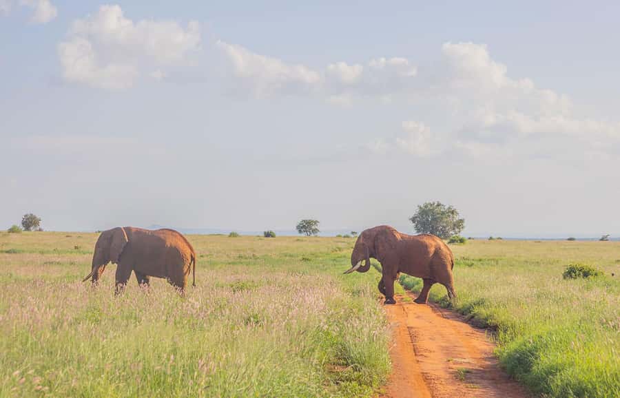 Overnight Safari to Saltlick through Tsavo East Park - What the $613 price really gives you