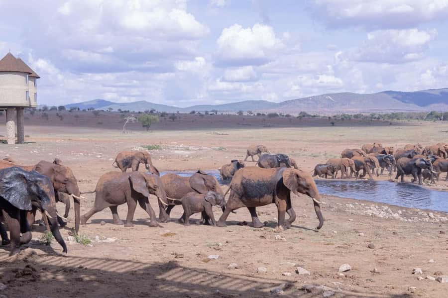 Overnight Safari to Saltlick through Tsavo East Park - The long road is part of the bargain