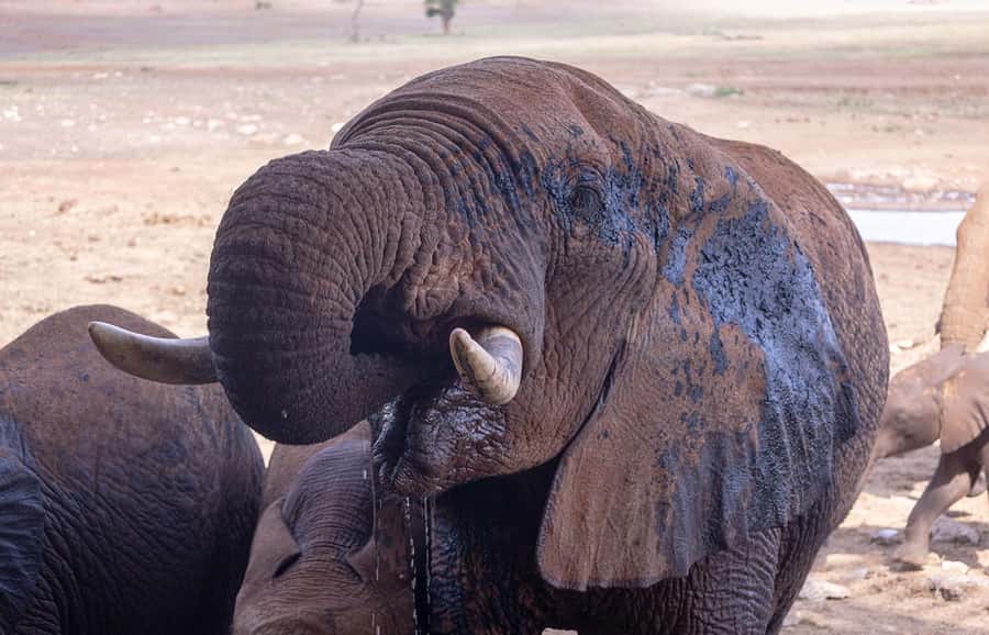 Overnight Safari to Saltlick through Tsavo East Park - The early start from Mombasa or Diani