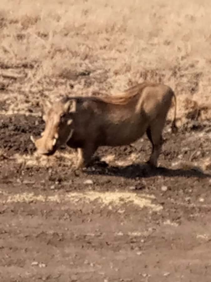 Overnight safari to Tsavo East from Mombasa / Diani Beach - Key points before you book