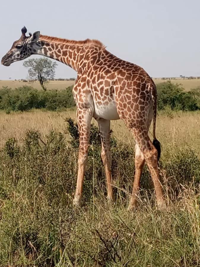 Overnight safari to Tsavo East from Mombasa / Diani Beach - Why Aruba Dam is the first major highlight