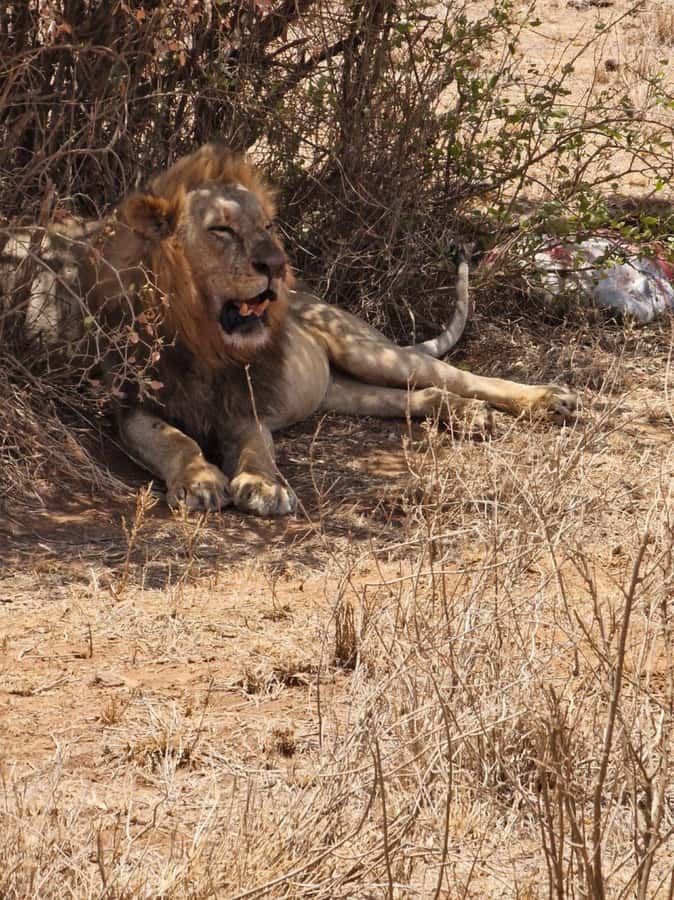 Overnight safari to Tsavo East from Mombasa / Diani Beach - Lunch and a proper rest at Voi Safari Lodge