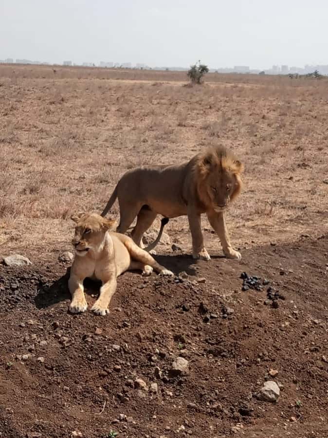 Overnight safari to Tsavo East from Mombasa / Diani Beach - The second morning is short but worthwhile