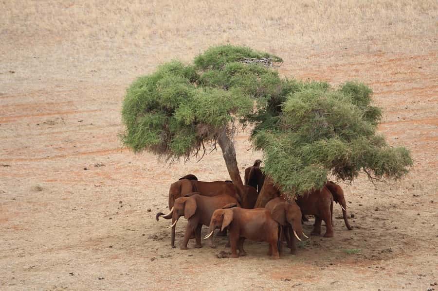 Overnight safari to Tsavo East from Mombasa / Diani Beach - What the $530 price really includes