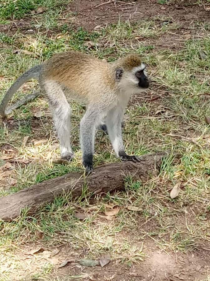 Overnight safari to Tsavo East from Mombasa / Diani Beach - Entering Tsavo East at Bachuma Gate