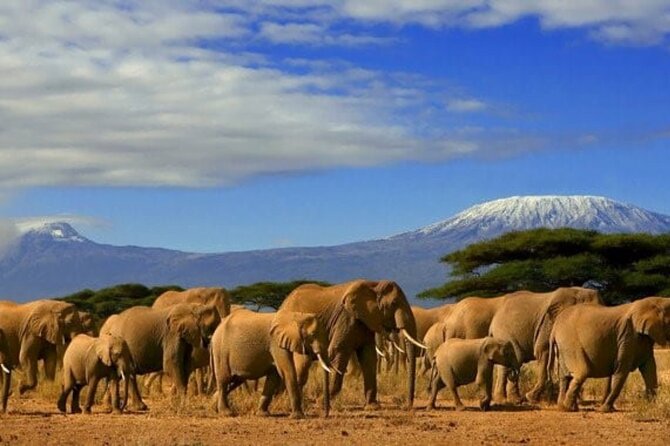 Overnight Tour in Amboseli National Park from Nairobi - Afternoon wildlife drive on day one