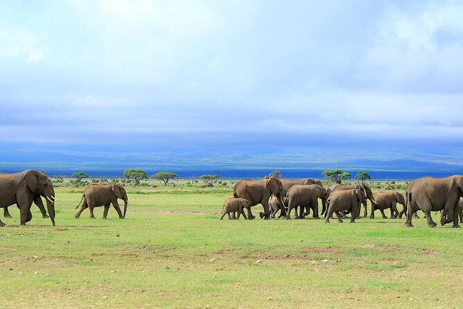 Overnight Tour in Amboseli National Park from Nairobi - Wetlands, elephants, and the half-day game drive