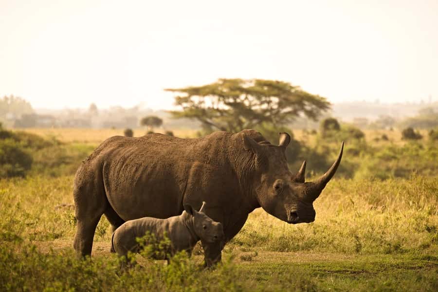Overnight Tsavo East Safari From Mombasa/Diani (Private) - A night beside the Voi Wildlife Lodge waterhole