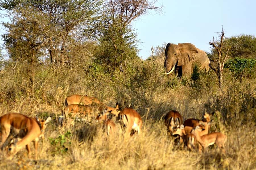 Overnight Tsavo East Safari From Mombasa/Diani (Private) - The second morning and the drive back to the coast