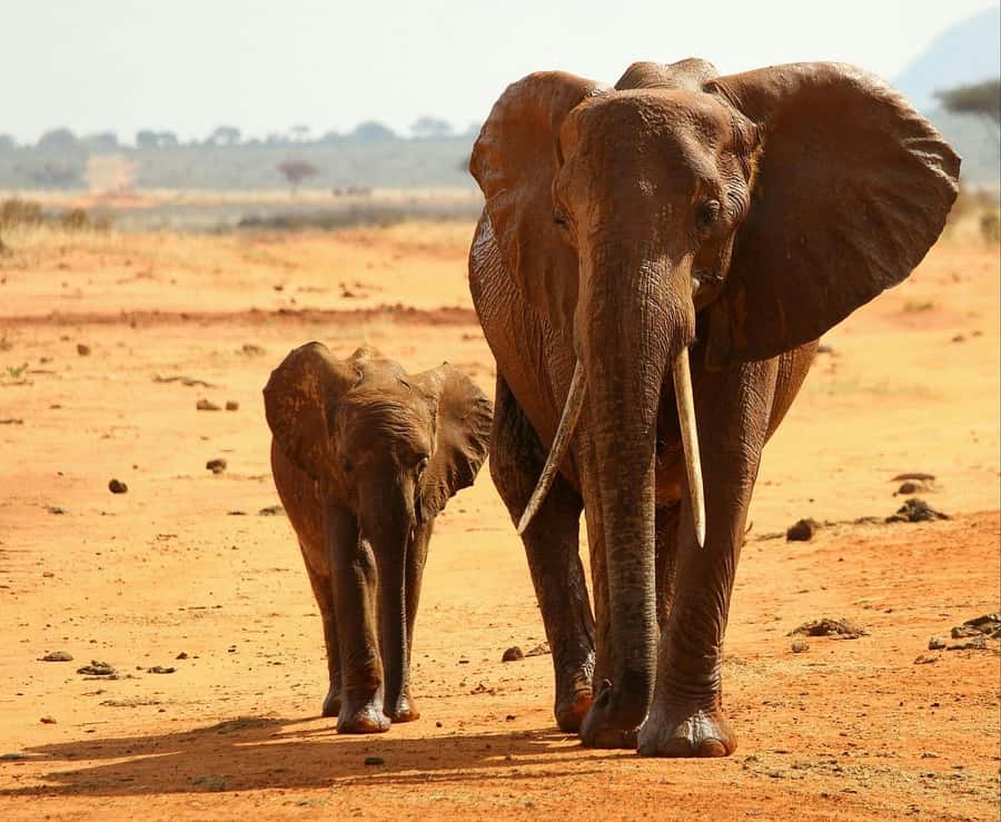 Overnight Tsavo East Safari From Mombasa/Diani (Private) - How much value does $507 provide?