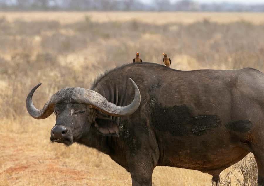 Overnight Tsavo East Safari From Mombasa/Diani (Private) - The guides can shape the entire safari