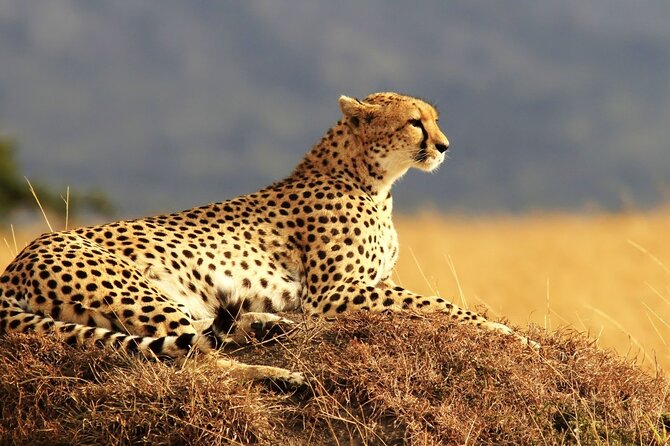 Private 3-Day Masai Mara Safari Adventure - Service and communication with Bushtrackers Adventures