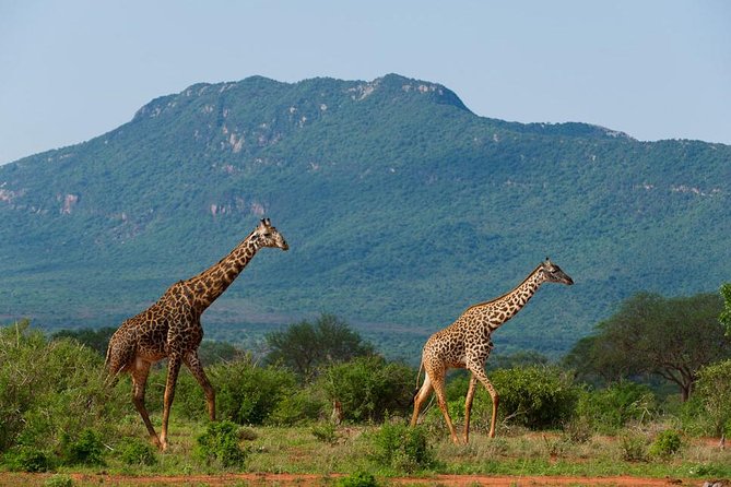Private 3 Day Tsavo East Safari from Mombasa - Day three: an early final drive and return to Mombasa