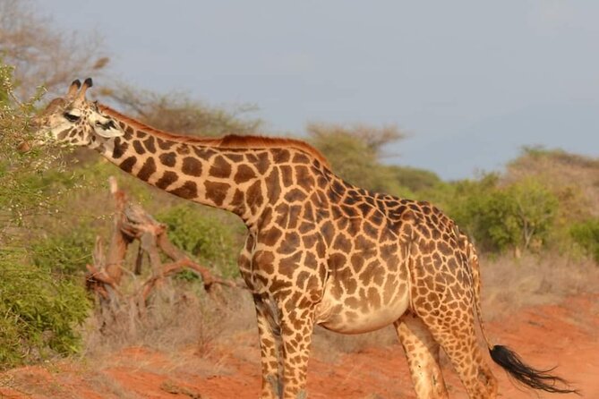 Private 3 Day Tsavo East Safari from Mombasa - Who should book this three-day safari?