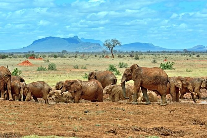 Private 3 Day Tsavo East Safari from Mombasa - Day one: Mombasa to Bachuma Gate and Voi Wildlife Lodge