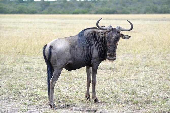 Private 5 Day Kenya Safari in Mara Lake Naivasha and Amboseli - Why this route works in only five days