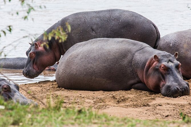 Private 5 Day Kenya Safari in Mara Lake Naivasha and Amboseli - Days three and four: the main wildlife time in Masai Mara
