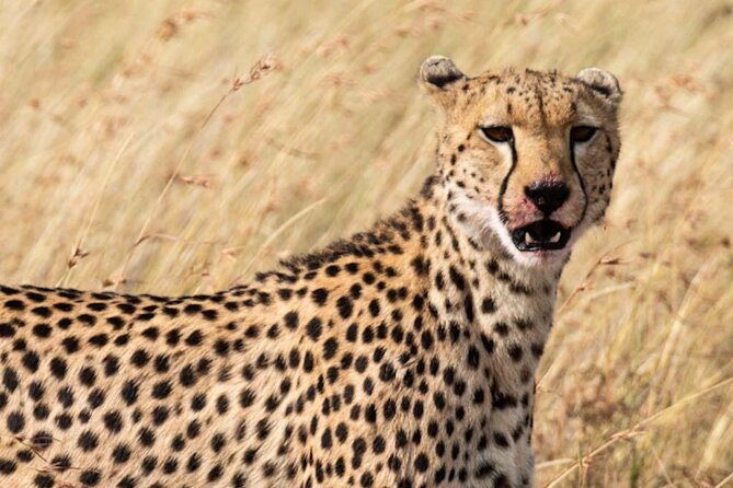 Private 5 Day Kenya Safari in Mara Lake Naivasha and Amboseli - Food, comfort, and practical costs