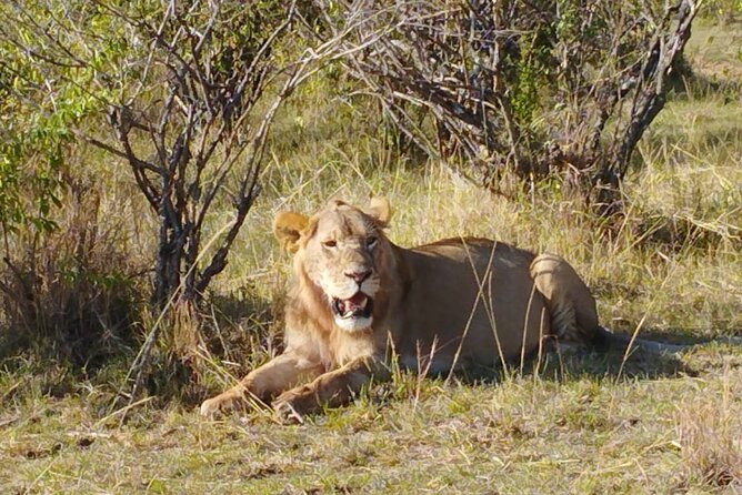 Private 5 Day Maasai Mara with Lake Nakuru and Lake Naivasha Tour - Why this route works in only five days