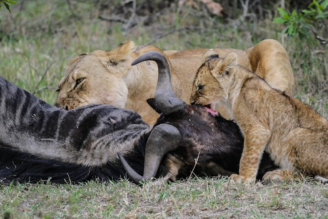 Private 7 Days Kenya Safari Amboseli, Naivasha, Nakuru, Mara - What the $4,250 price covers