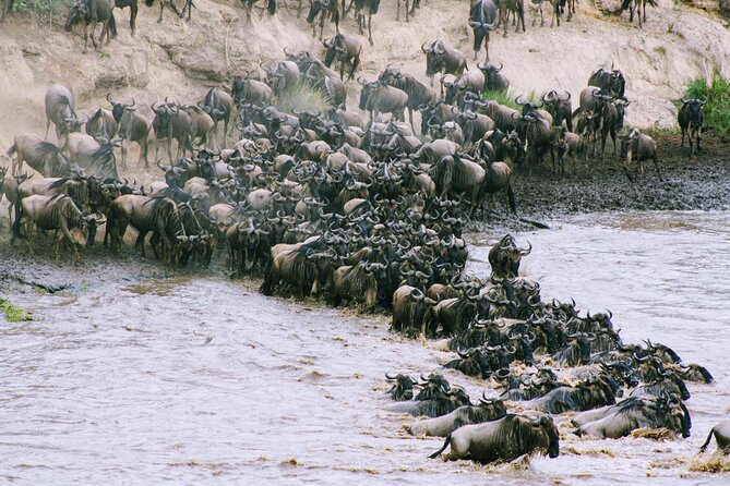 Private 7 Days Kenya Safari Amboseli, Naivasha, Nakuru, Mara - The guide can make or break the safari