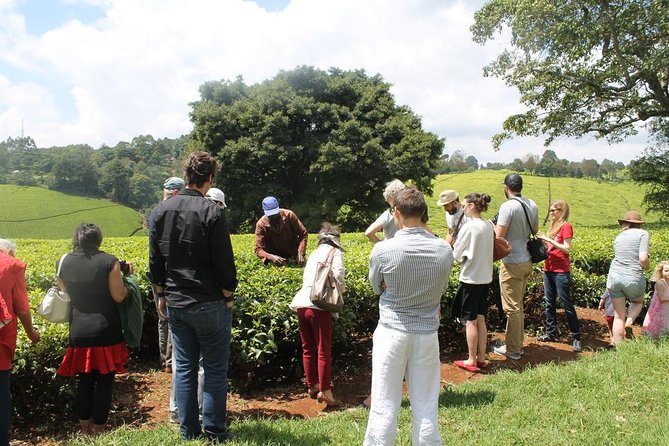 Private Day Trip to Kiambethu Tea Farm in Limuru from Nairobi - The 9:45am drive from Nairobi to Limuru