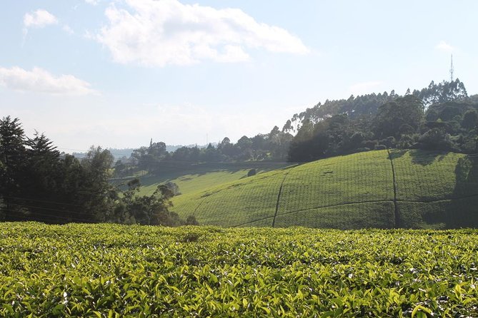 Private Day Trip to Kiambethu Tea Farm in Limuru from Nairobi - Tea history with a cup in hand