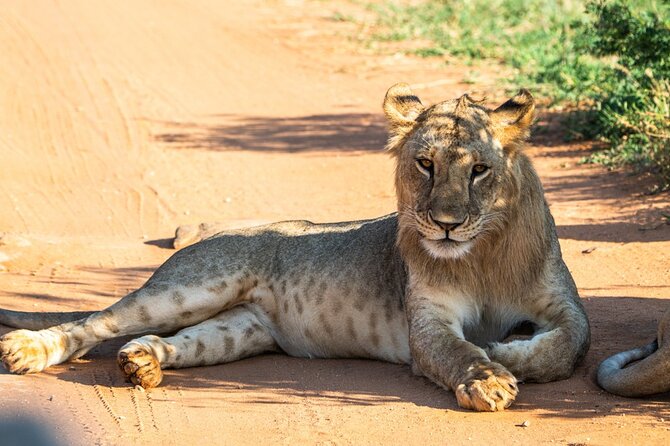 Private full day tour to Tsavo East National Park - Key points to know before booking