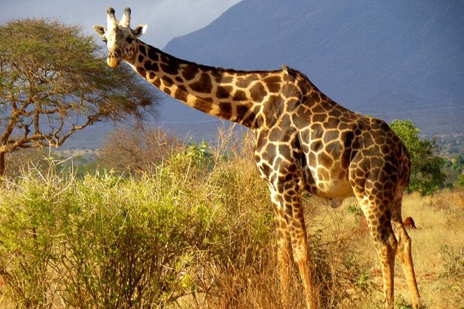 Private full day tour to Tsavo East National Park - Why Tsavo East works as a one-day safari