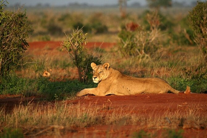 Private full day tour to Tsavo East National Park - Wildlife watching across open Tsavo country