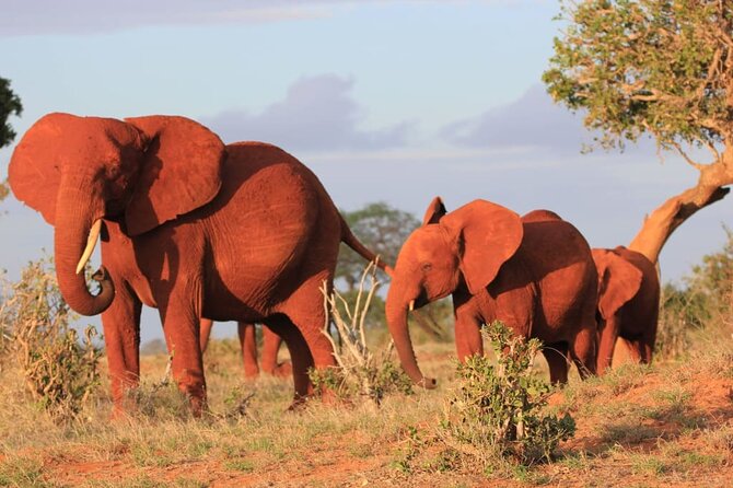 Private full day tour to Tsavo East National Park - Lunch at Voi Safari Lodge