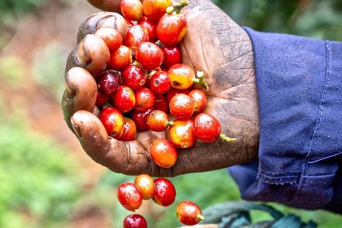 Private Half-Day Tour in Fairview Coffee Farm from Nairobi - Why This Coffee Farm Makes a Good Nairobi Side Trip