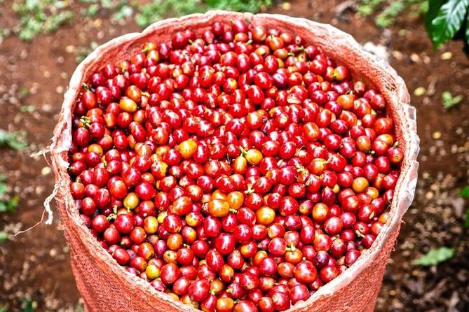 Private Half-Day Tour in Fairview Coffee Farm from Nairobi - From Nursery to Coffee Trees