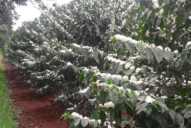 Private Half-Day Tour in Fairview Coffee Farm from Nairobi - Harvesting, Drying, and Processing