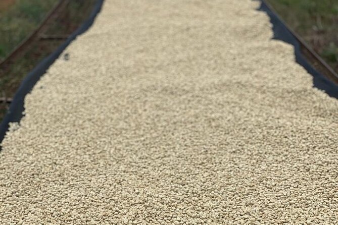 Private Half-Day Tour in Fairview Coffee Farm from Nairobi - What the $90 Price Covers