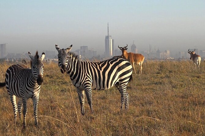 Private Half Day Tour in Nairobi National Park Safari - Key points to know before booking