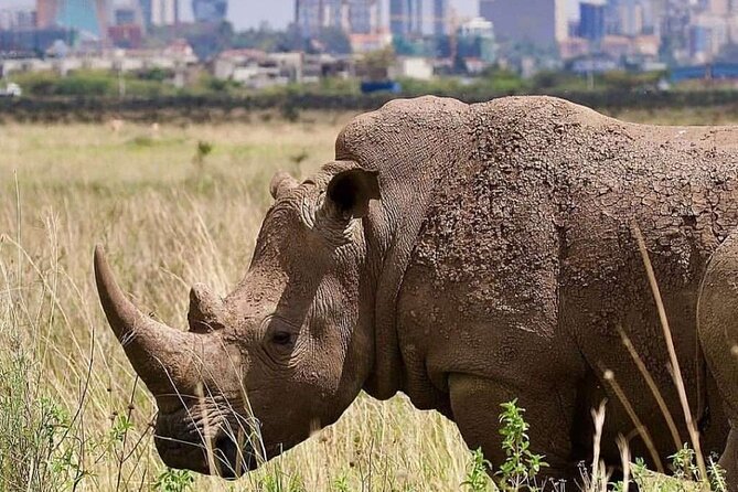 Private Half Day Tour in Nairobi National Park Safari - Animals you might see inside the park