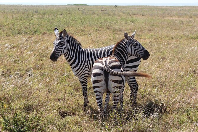 Private Mini Safari Tour in Nairobi - What you can see inside Nairobi National Park